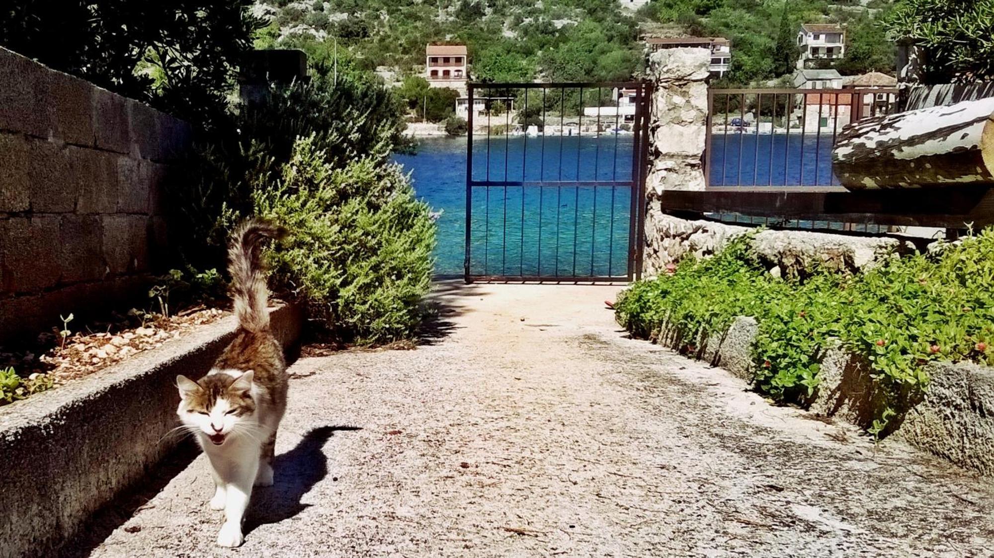 Apartmani Conar Drvenik Veli Exterior foto